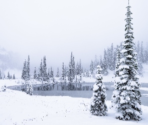 Stany Zjednoczone, Ośnieżone, Góry, Drzewa, Zima, Zamglone, Park Narodowy Mount Rainier, Jezioro, Stan Waszyngton, Świerki