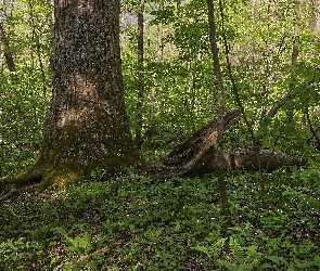 Lato, Rośliny, Drzewo, Las