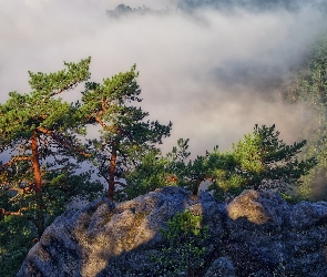 Lasy, Mgła, Sosny, Skała, Góry