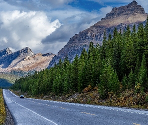 Las, Droga, Góry Skaliste, Kanada, Świerki, Drzewa, Prowincja Alberta, Samochód