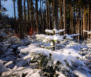 Śnieg, Dzień, Las, Zima, Drzewa, Słoneczny