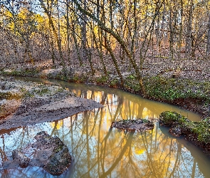 Las, Kamień, Drzewa, Rzeka