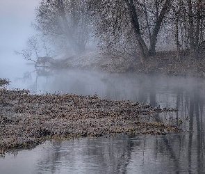 Rzeka, Trawa, Drzewa, Oszroniona, Mgła