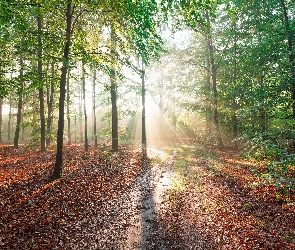 Zielone, Przebijające Światło, Ścieżka, Drzewa, Las