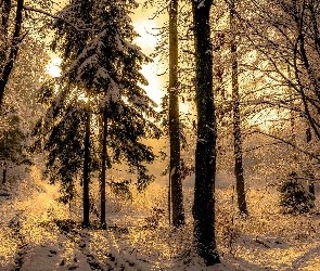 Las, Zima, Dzień, Droga, Śnieg, Słoneczny, Drzewa