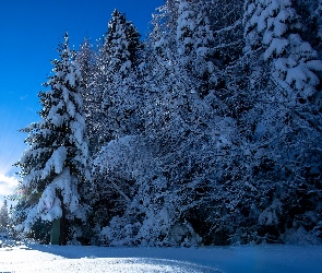 Śnieg, Promienie słońca, Las, Drzewa, Zima