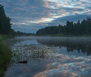 Drzewa, Trawa, Rzeka, Mgła