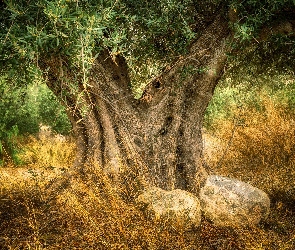Drzewo oliwne, Trawy, Kamienie, Oliwka europejska, Stare