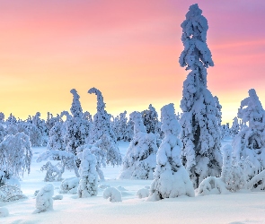 Ośnieżone, Drzewa, Laponia, Park Narodowy Riisitunturi, Finlandia, Zima