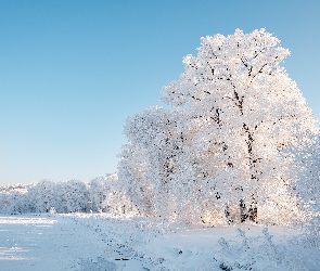 Drzewa, Rośliny, Zima