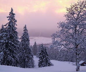 Neuchatel, Domek, Śnieg, Szwajcaria, Świerki, Zima, Drzewa