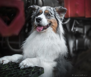 Owczarek australijski, Kratka, Metalowa, Australian shepherd, Pies