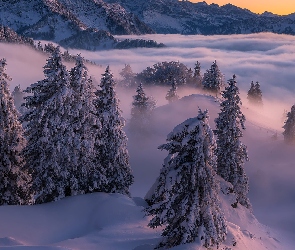 Zima, Mgła, Świerki, Góry, Drzewa