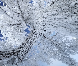 Drzewo, Śnieg, Gałęzie, Pień, Ośnieżone