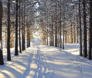 Las, Drzewa, Zima, Śnieg, Ślady, Droga