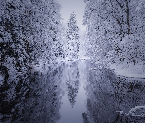 Las, Rzeka, Drzewa, Śnieg