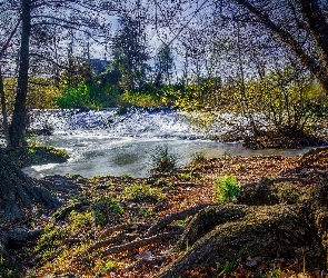 Rzeka, Dom, Rośliny, Korzenie, Drzewa