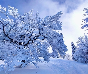 Zima, Ślady, Ośnieżone, Drzewa