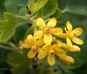 Żółte, Kwiatuszki