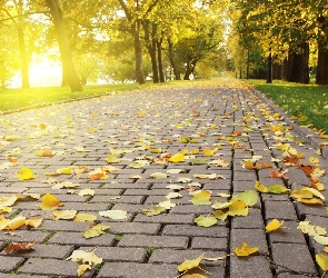 Park, Jesień, Droga, Liście, Chodnik, Drzewa