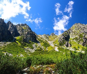 Słowacja, Lasy, Tatry, Góry, Szczyty, Drzewa