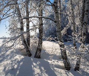 Gałęzie, Ośnieżone, Las, Zima, Drzewa, Brzozy