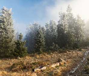 Mgła, Ścieżka, Oszronione, Drzewa