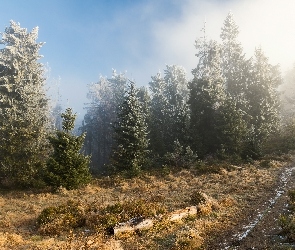 Oszronione, Mgła, Ścieżka, Drzewa