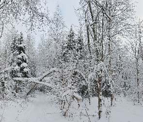 Las, Śnieg, Krzewy, Drzewa, Zima
