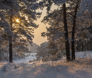 Śnieg, Wschód słońca, Las, Zima, Sosny, Szron