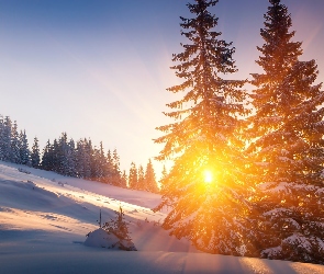 Zima, Promienie słońca, Świerki, Drzewa, Ośnieżone