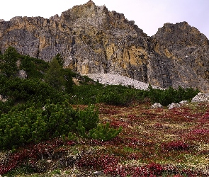 Góry, Drzewa, Rośliny, Iglaki, Bordowe, Krzewy