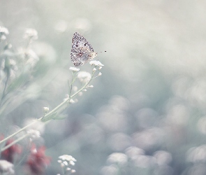 Kwiatki, Motyl, Białe