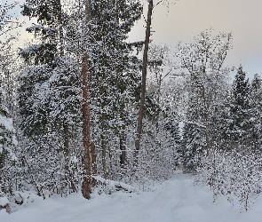 Zima, Las, Droga, Krzewy, Śnieg, Drzewa