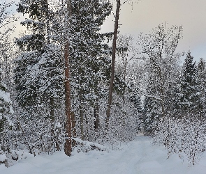 Droga, Śnieg, Las, Zima, Drzewa, Krzewy