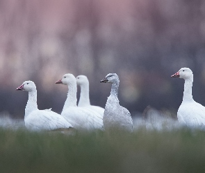 Gęsi, Rozmycie, Trawa, Śnieżyce duże, Ptaki