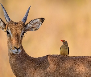 Impala, Bąkojad, Ptak