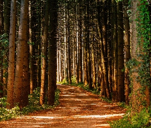 Las, Ścieżka, Pnie, Gałęzie, Drzewa