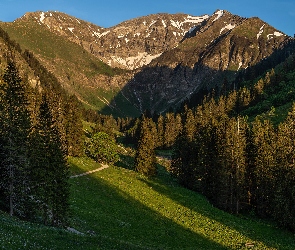 Dolina, Droga, Las, Góry, Drzewa, Świerki