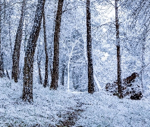 Ścieżka, Drzewa, Las, Zima, Śnieg, Szron
