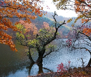 Kolorowe, Deszcz, Jezioro, Drzewa, Jesień