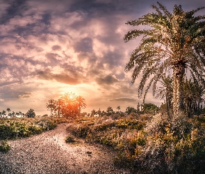 Andaluzja, Plaża, Hiszpania, Droga, Palmy, Prowincja Almeria, Zachód słońca, Playa de Roquetas