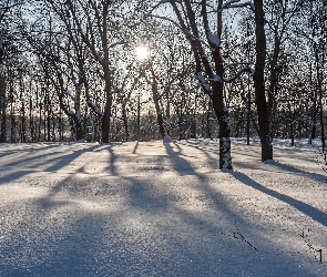 Zima, Dzień, Drzewa, Słoneczny, Las