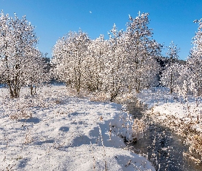 Trawy, Drzewa, Śnieg, Zima, Rzeka, Ośnieżone