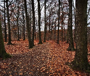 Las, Jesień, Liście, Drzewa, Droga