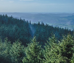 Góry, Świerk, Las, Drzewa