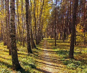 Las, Ścieżka, Dróżka, Drzewa