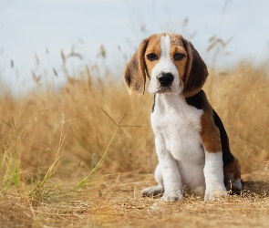 Beagle, Pies, Siedzący, Szczeniak