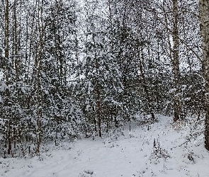 Drzewa, Las, Zima, Ośnieżony