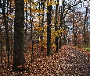 Las, Drzewa, Liście, Droga, Jesień